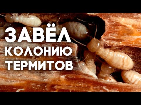 Video: Kako podzemni termiti ulaze u domove?
