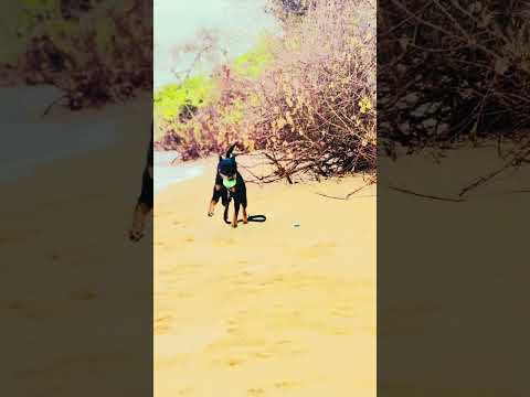 Jogging time …🦮#subscribe #viral #rottweiler #warld # #lovepets #doggielife #petlover #animallover