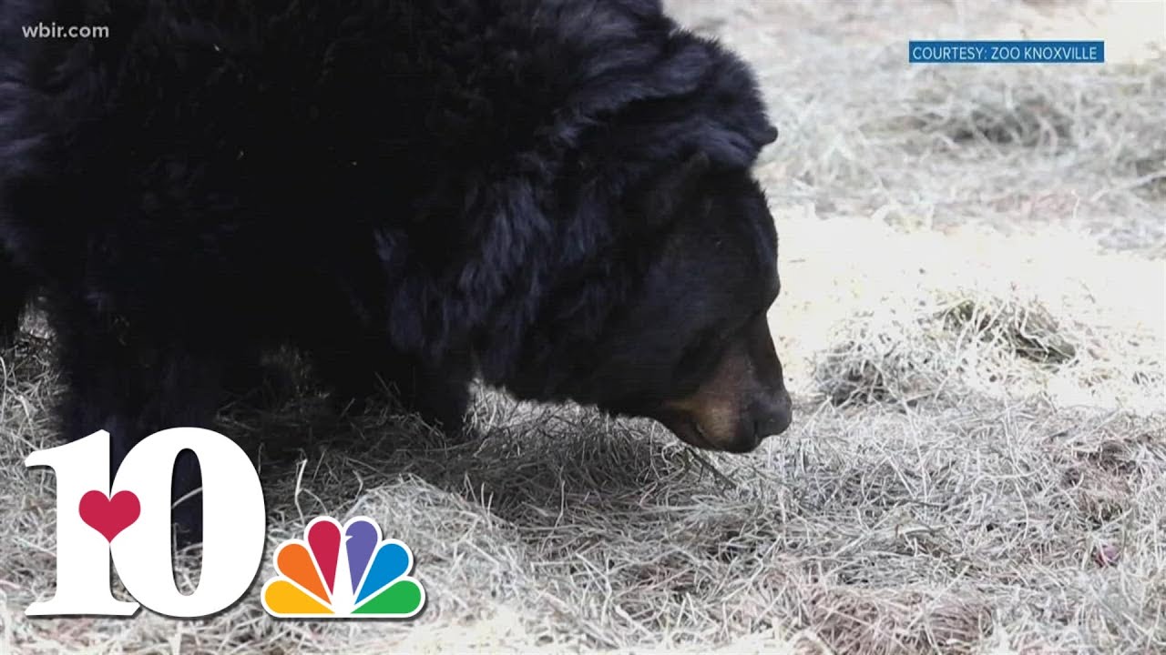 Milo Black Bear dies at Zoo Knoxville