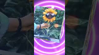 New Short Video S Vlogs