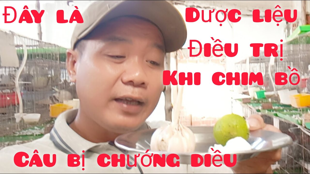 Đây là dược liệu điều trị khi chim bồ câu bị chướng diều,