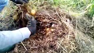 récolte de la pommes de terre cultivées sans travail du sol