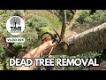 🌲 Very Tall Dead Tree Removal – Full Dismantle & Safe Take-Down | TAG Tree Care 🌳