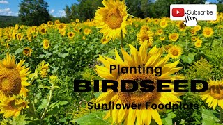 2022 Summer Food Plot Update: Can You Plant Black Oil Sunflower Birdseed Maine Soybean Food Plots