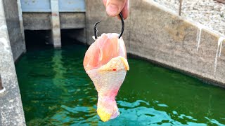 A NEW SPECIES was Hiding in the CAVERNOUS Depths of this SPILLWAY!!! (RARE!)