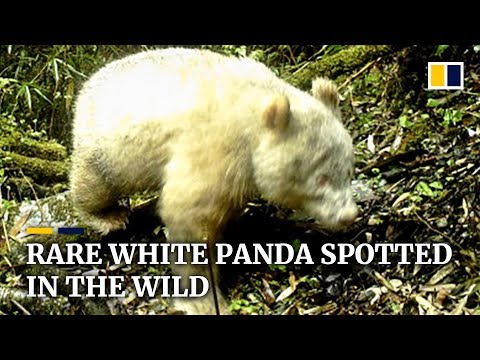 Rare white panda spotted in the wild