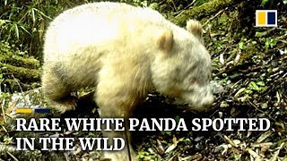 Rare white panda spotted in the wild