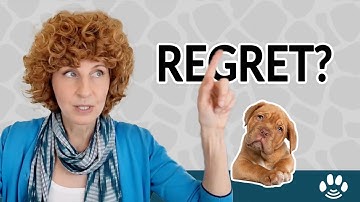 Did I Euthanize My Pet Too Soon? | When to Euthanize a Dog