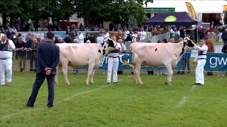 Heffrod Holstein Godro Ifanc - Holstein Heifer in Milk