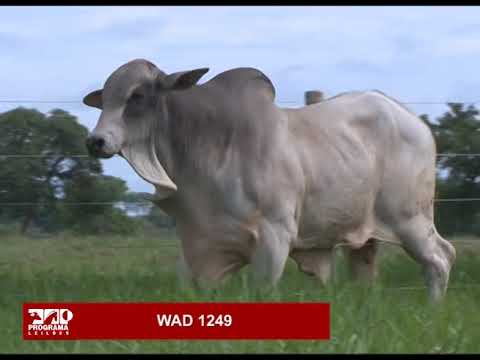 LOTE 73 - WAD 1249