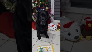 dernière case #calendrier #toutou #noel #calendrierdelavent #labrador #amour #chien #noel #animaux