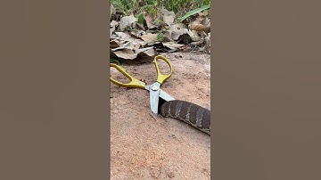 DIY Snake Trap using Scissors #snake #handtrap #animals #amazingtrap #easytrap #bigtrap