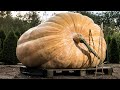 Take a look at a 600 kg pumpkin the giant of 2020