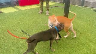 Playgroup: Kliff 259592 + Remy Lebeau 260119