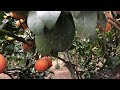 "DIY Plant Propagation: Grow Your Collection"