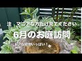植物マニアさん向けの【６月のお庭訪問】