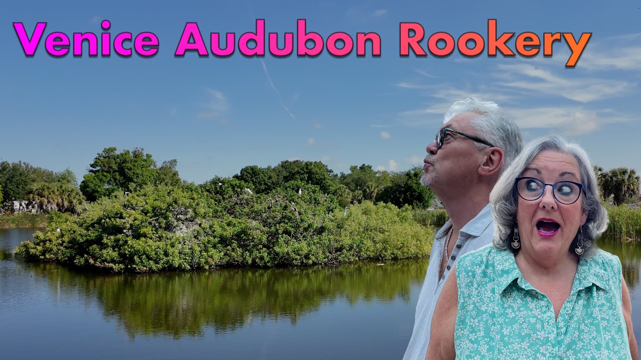 Venice Audubon Rookery: A Haven for Birds, Bats and Alligators - YouTube