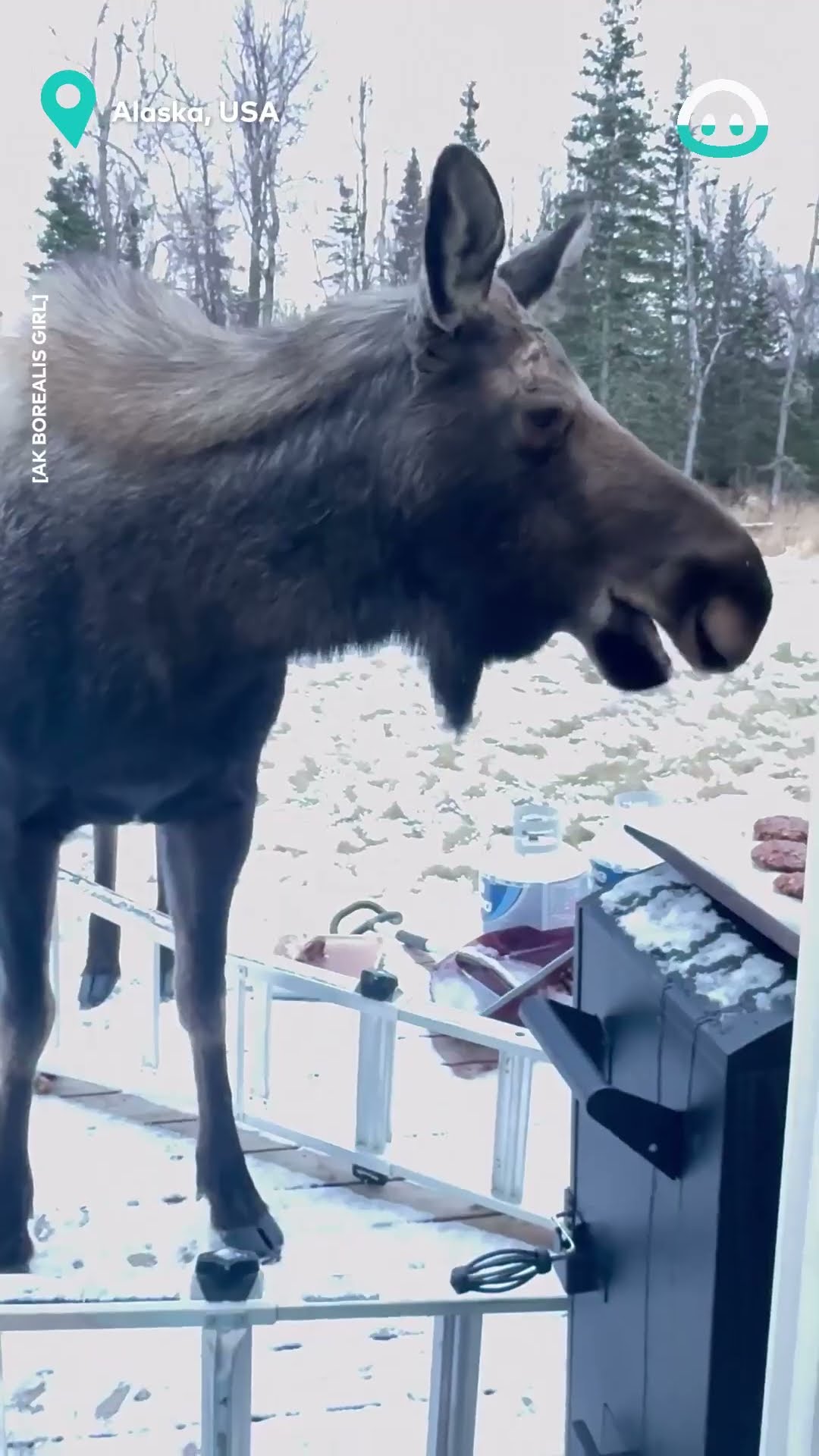 Moose Steals Birthday Cookies || ViralHog