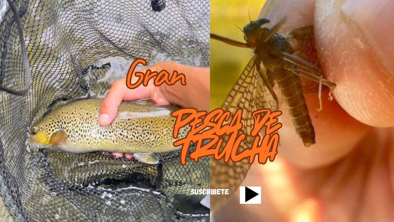 Mis tramos Favoritos con grandes truchas 