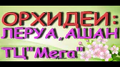 Орхидеи,узамба́рские фиалки,Самара🌺