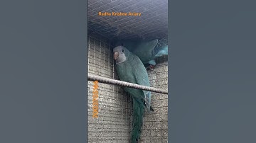 BLUE MONK PARAKEET BREEDING PAIR AVAILABLE DELIVERY POSSIBLE ALL OVER INDIA CALL 7003705166