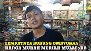Download Lagu MURAH MERIAH BURUNG OMBYOKAN DIMULAI HARGA 5RIBU PERAK DIKIOS HAJI SUWARNO PASAR BURUNG PRAMUKA MP3 Download Lagu MURAH MERIAH BURUNG OMBYOKAN DIMULAI HARGA 5RIBU PERAK DIKIOS HAJI SUWARNO PASAR BURUNG PRAMUKA MP3