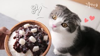 How to make cool churu sherbet for cats!