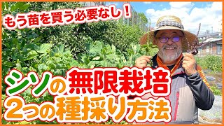 家庭菜園でシソを無限栽培！もう種を買う必要ない２つの種の採り方をご紹介！乾燥方法・混雑防止方法も徹底解説！【農園ライフ】