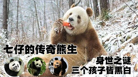 七仔：全球唯一的圈养棕色大熊猫，被遗弃还是被偷，身世成谜；如今儿女双全，三个孩子都不是棕色 - 天天要闻