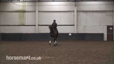 Dressage Training How to ride a half pass in dressage