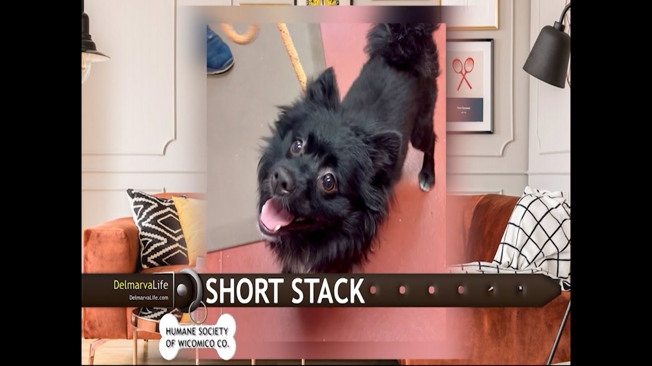 Short Stack and Friends Look for New Homes on Pet Connect - YouTube