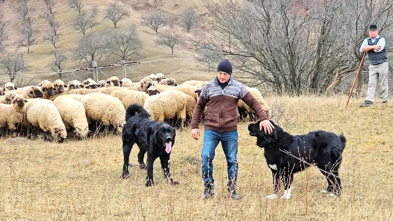 CIOBANESTI CORBI IMPUNATORI,PAZESC TURMA DE OI A LUI CATALIN DUMITRESCU.PE DEAL,LA NUCSOARA.