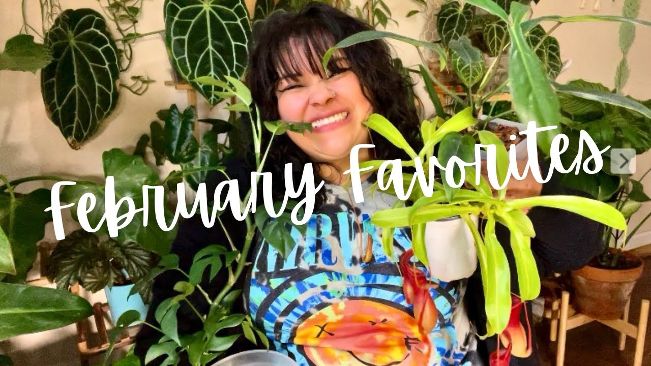 February Favorites- My top plants and planty products of February