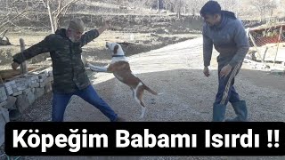 Sahibini Koruyan Köpek .