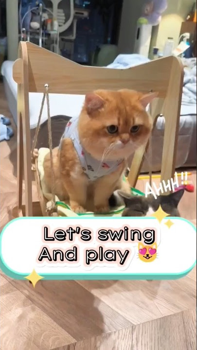 Cutie Kitty Cat! So Adorable And Funny 😂😂😂😂😂😂 #Shorts - Youtube