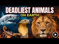 "The Deadliest Animal on Earth is NOT What You Think"   ! Hindi