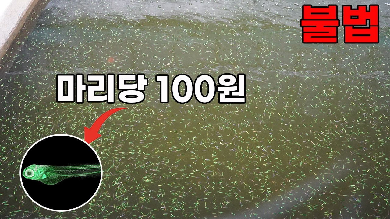 ※누구나 범죄자가 될수있습니다. 유전자 조작 물고기 수백만마리가 생산되는 시골 농장 방문기
