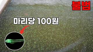 ※누구나 범죄자가 될수있습니다. 유전자 조작 물고기 수백만마리가 생산되는 시골 농장 방문기