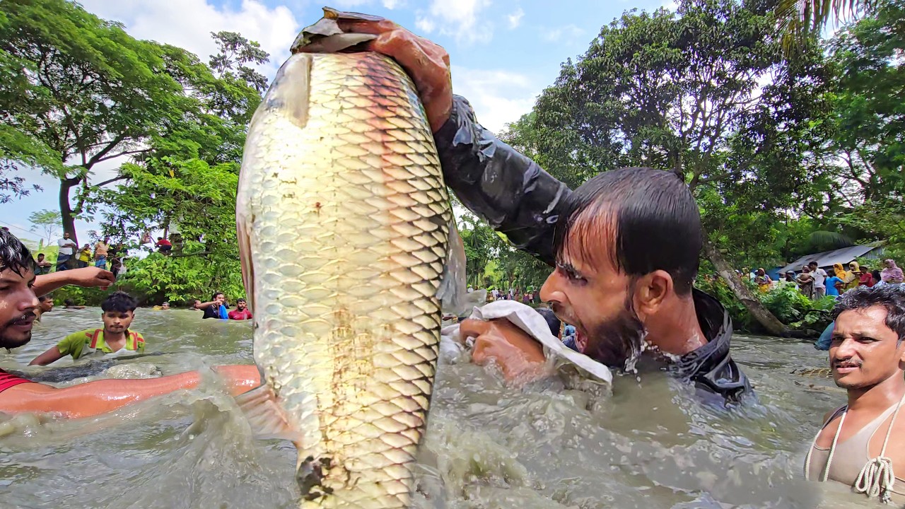 বহু বছরের পুরনো পুকুরে সব দানবাকৃতির মাছ ধরা🐟Unbelievable Biggest Fishing! Amazing Big Fishing