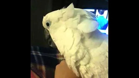 Crazy cockatoo