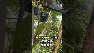 A Paradise for Hoya Lovers 🌿