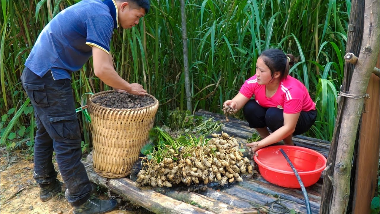 In The Process Of Planting Peanuts With His Wife And Daughter And In The Process Of Planting Peanuts With His Wife And Daughter And
