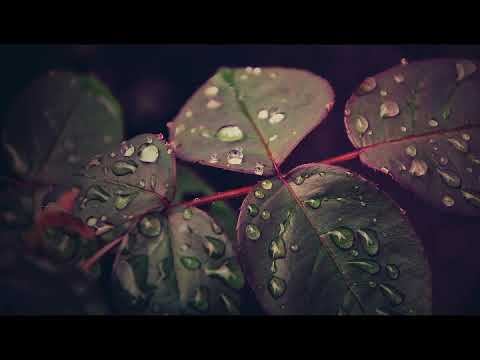 royalty free music jazz cafe no copyright music youtube non copyrighted christmas music