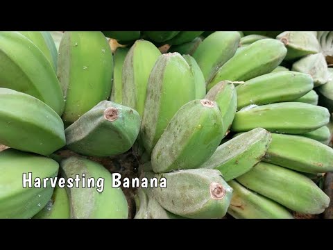When You Plant You Will Harvest 
