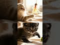 Cat Showdown 🐾 Round 3 – Playtime Battle 🎾 Vote 👆1 or 👇2