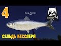 Русская Рыбалка 4 - Сельдь Кесслера. Где ловить сельдь Кесслера на Ахтубе?