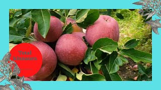 #apple farm kinnaur ||2021||