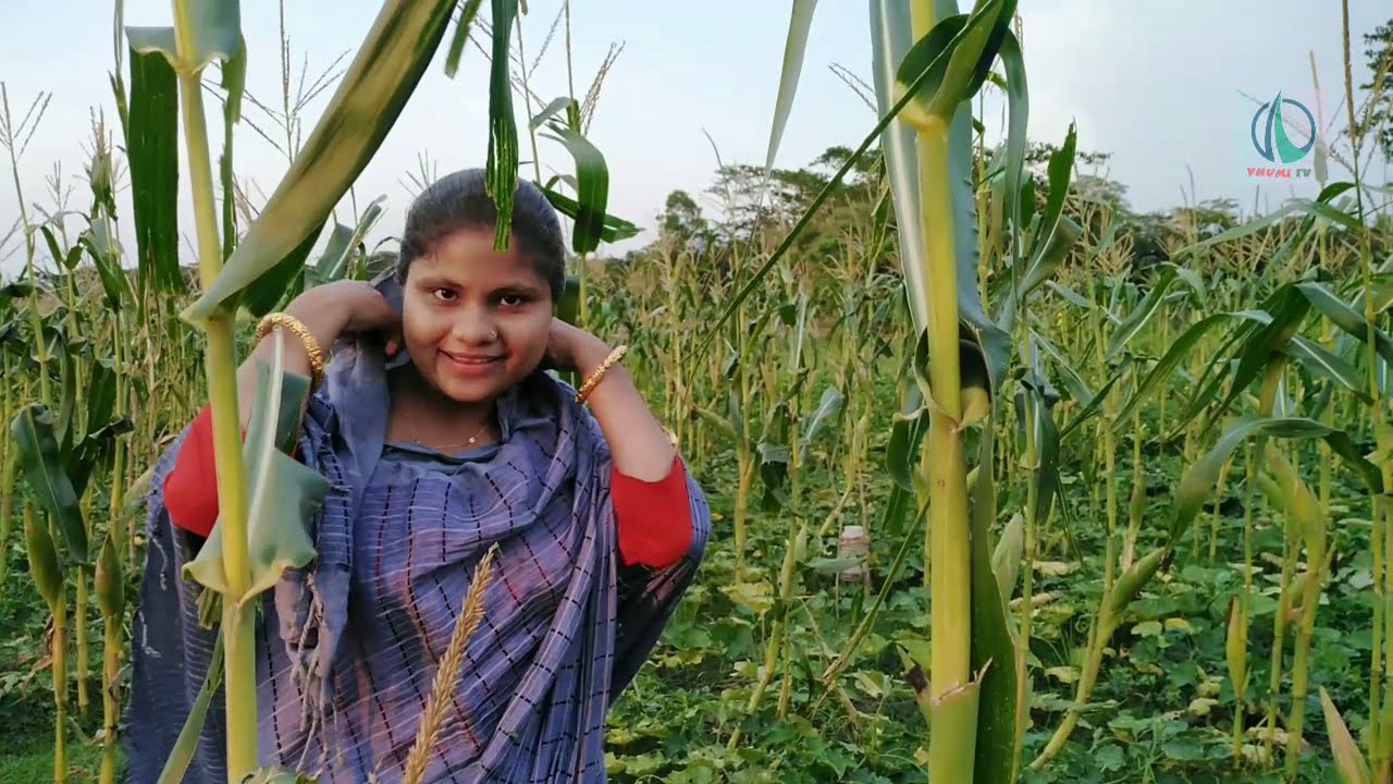 এক জমিতে দুই ফসল-দ্বিগুন লাভ-ভুট্রা-কুমড়া সমন্বিত চাষ | Maize-Pumpkin Mixed Cultivation