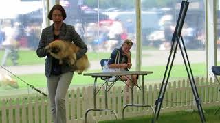 Finlay the Tibetan Spaniel at Southern Counties by Carlton Hall 28 views 5 years ago 1 minute, 20 seconds