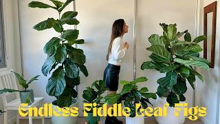 How to Propagate a Fiddle Leaf Fig, Ficus Lyrata Branching - full tutorial #FiddleLeafFig #plants